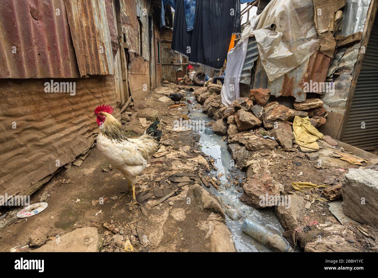 Chickens walking around an open sewer running through slum shacks, Nairobi, Kenya Stock Photo