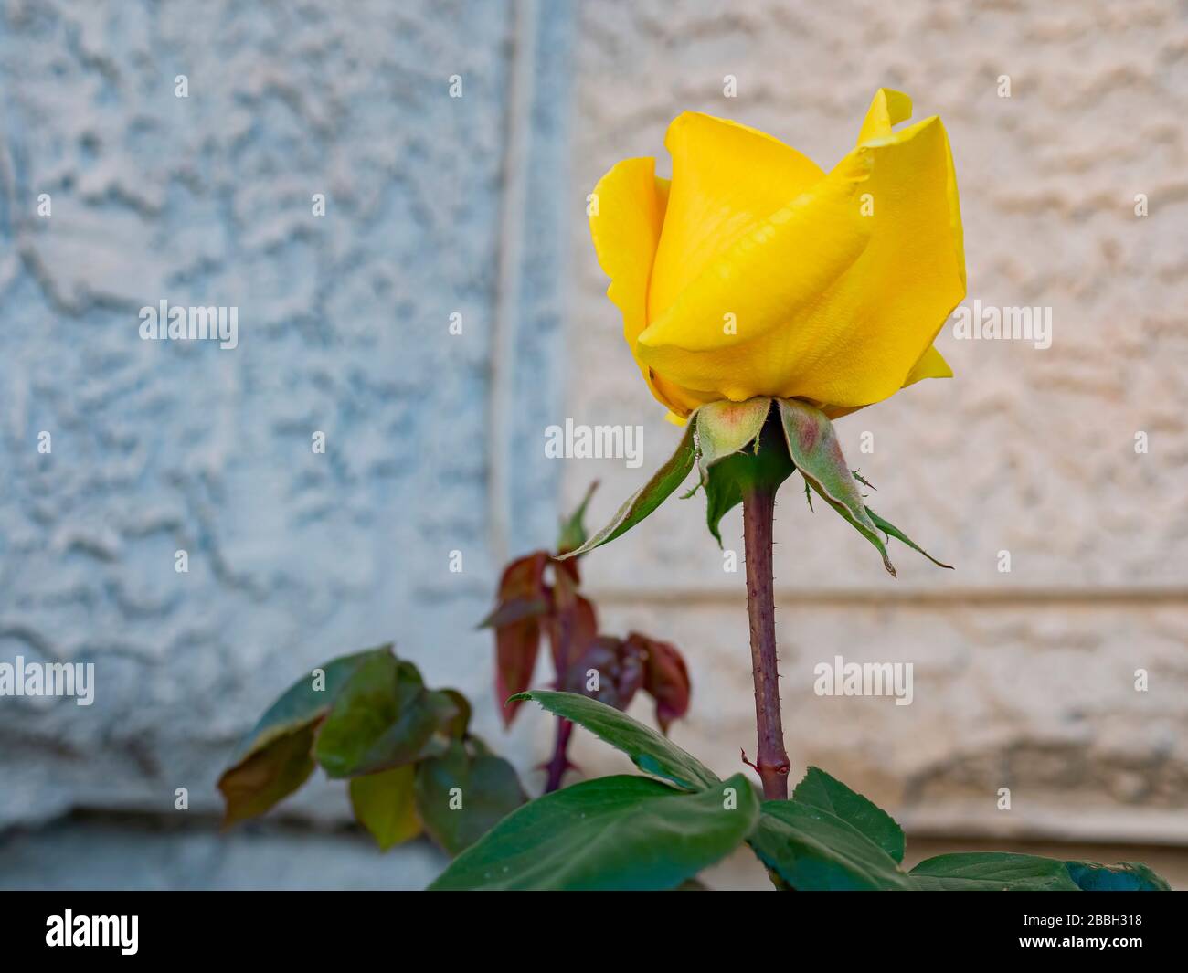 Close up shot of a beautiful yellow rose blossom at Nevada Stock Photo