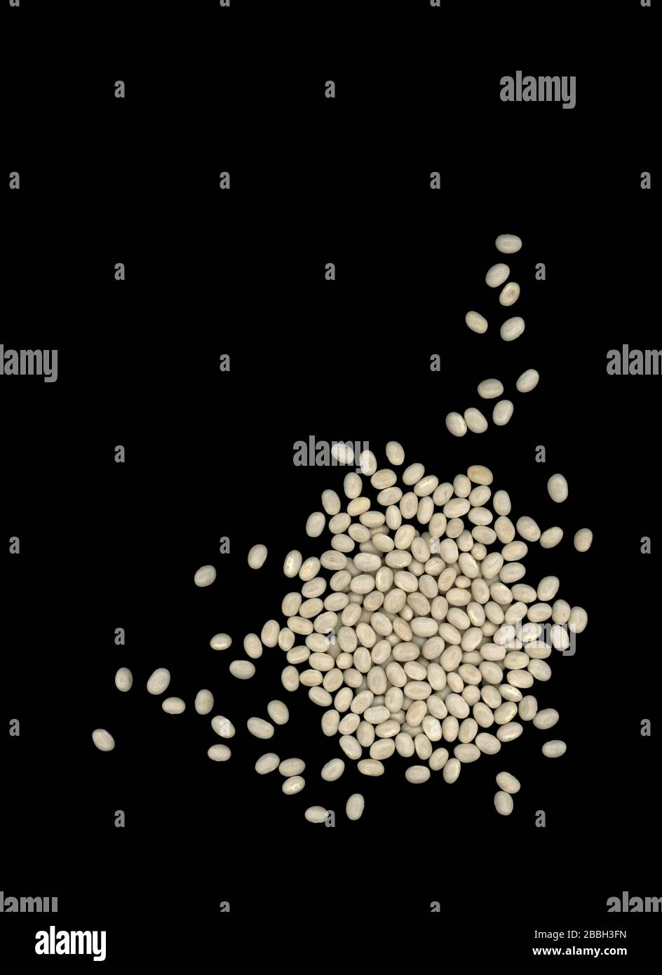 Dried Navy beans on a dark background. Navy beans are also called