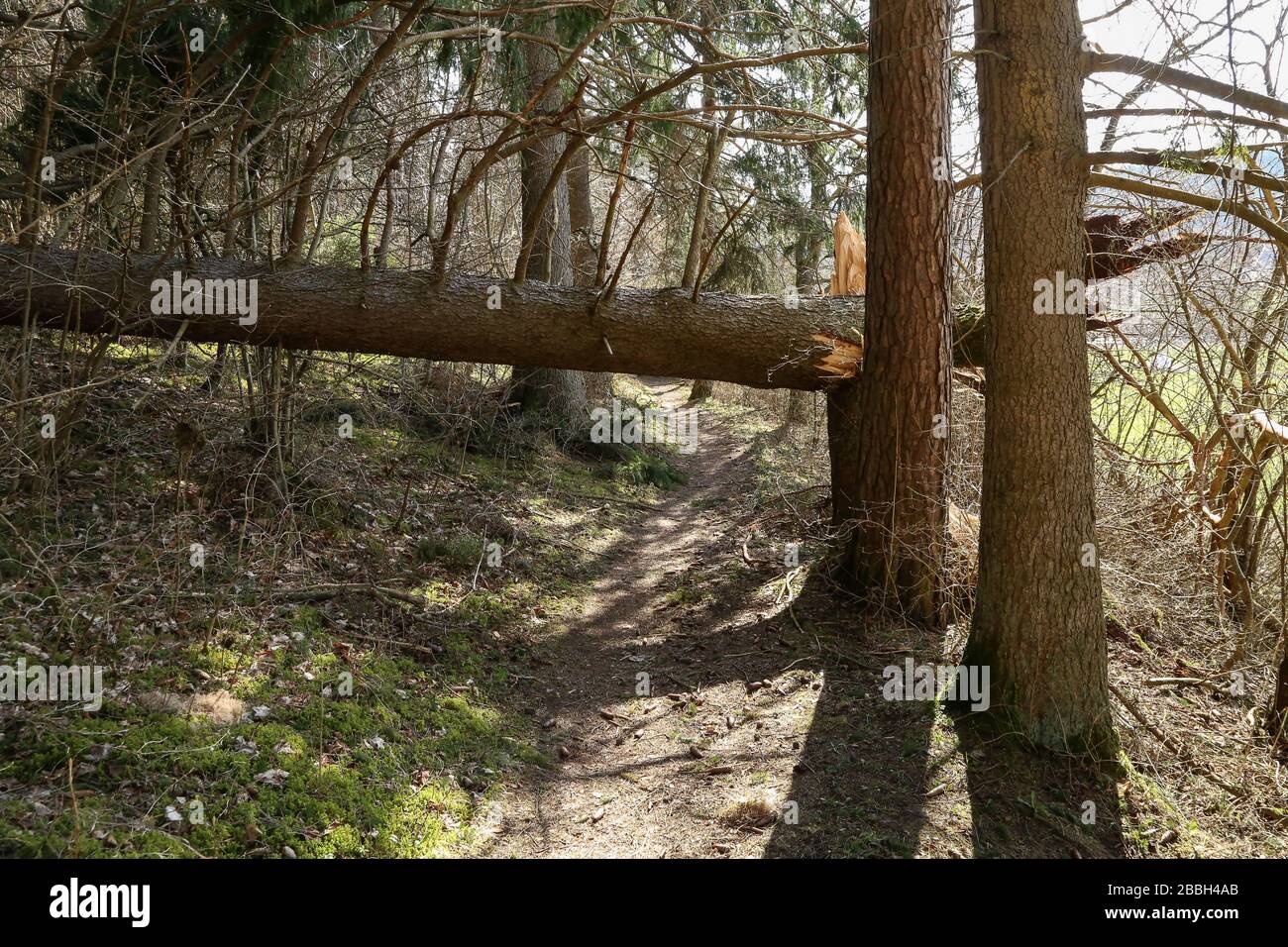 Aftermath hurricane broken trees hi-res stock photography and images ...