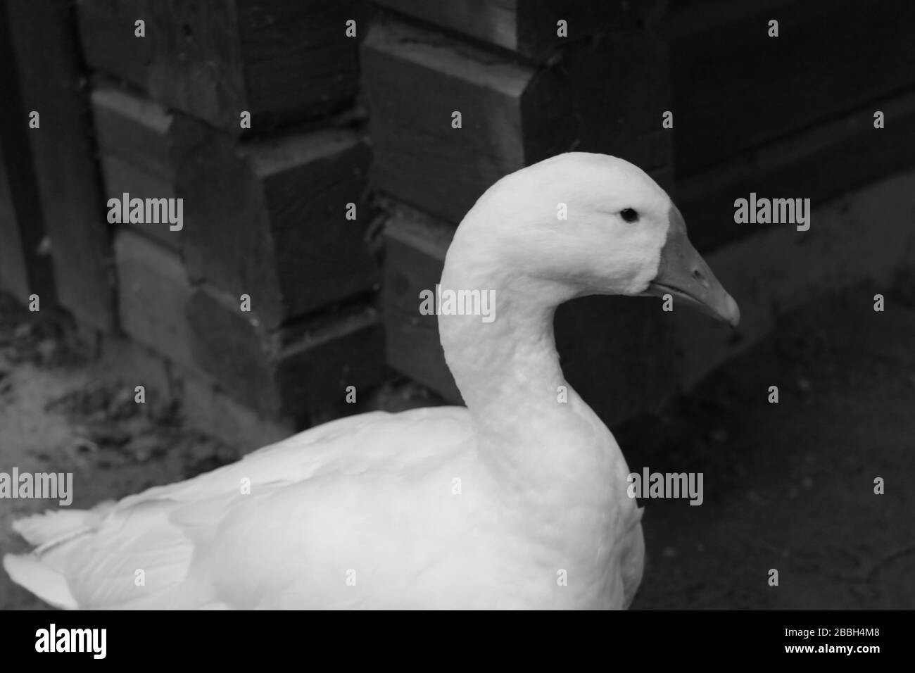 A beautiful white domestic goose is standing and looking attentively. Poultry Stock Photo