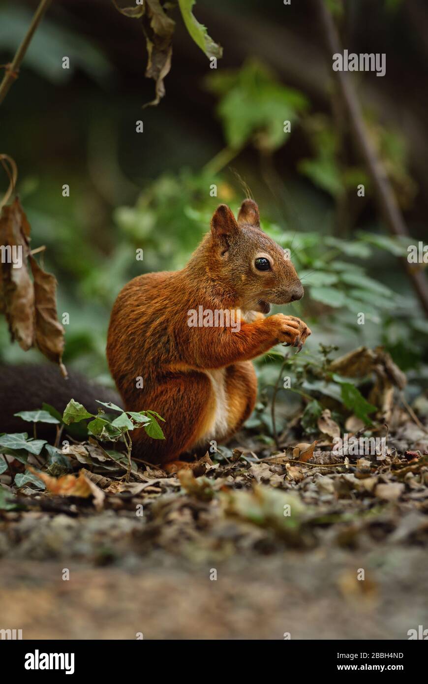 Eurasian Red Squirrel - Sciurus vulgaris, beautiful popular small mammal from European gardens and forests, Hortobagy National Park, Hungary. Stock Photo