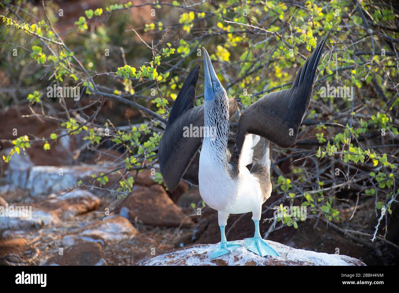 Blue Footed Booby strutting on Isla Seymour Norte Galápagos Islands Stock Photo