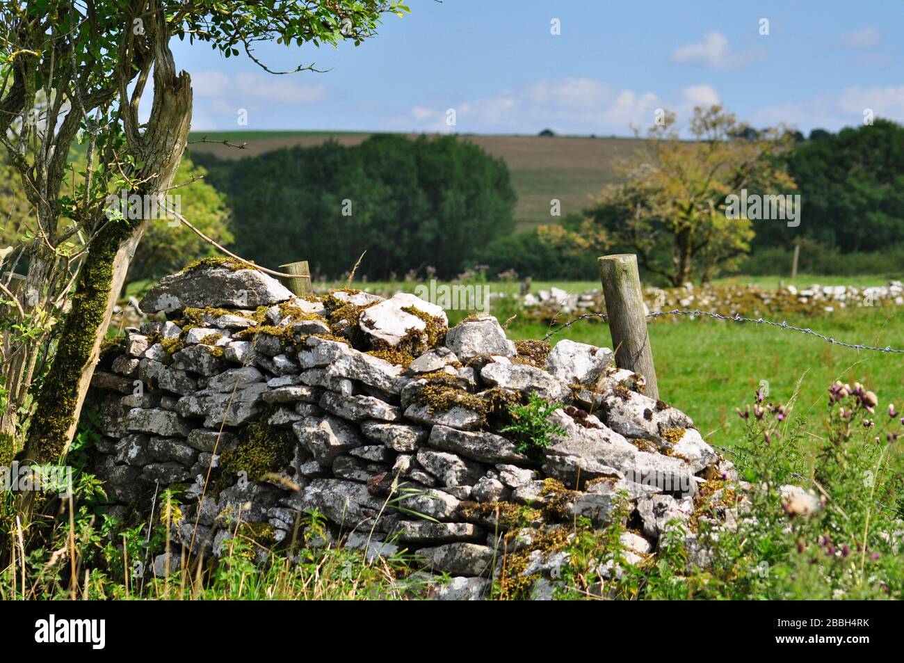 Dry stone wall ,limestone, with elder tree and barbed wire,semi derilict on the Mendip Hills in Somerset,UK Stock Photo