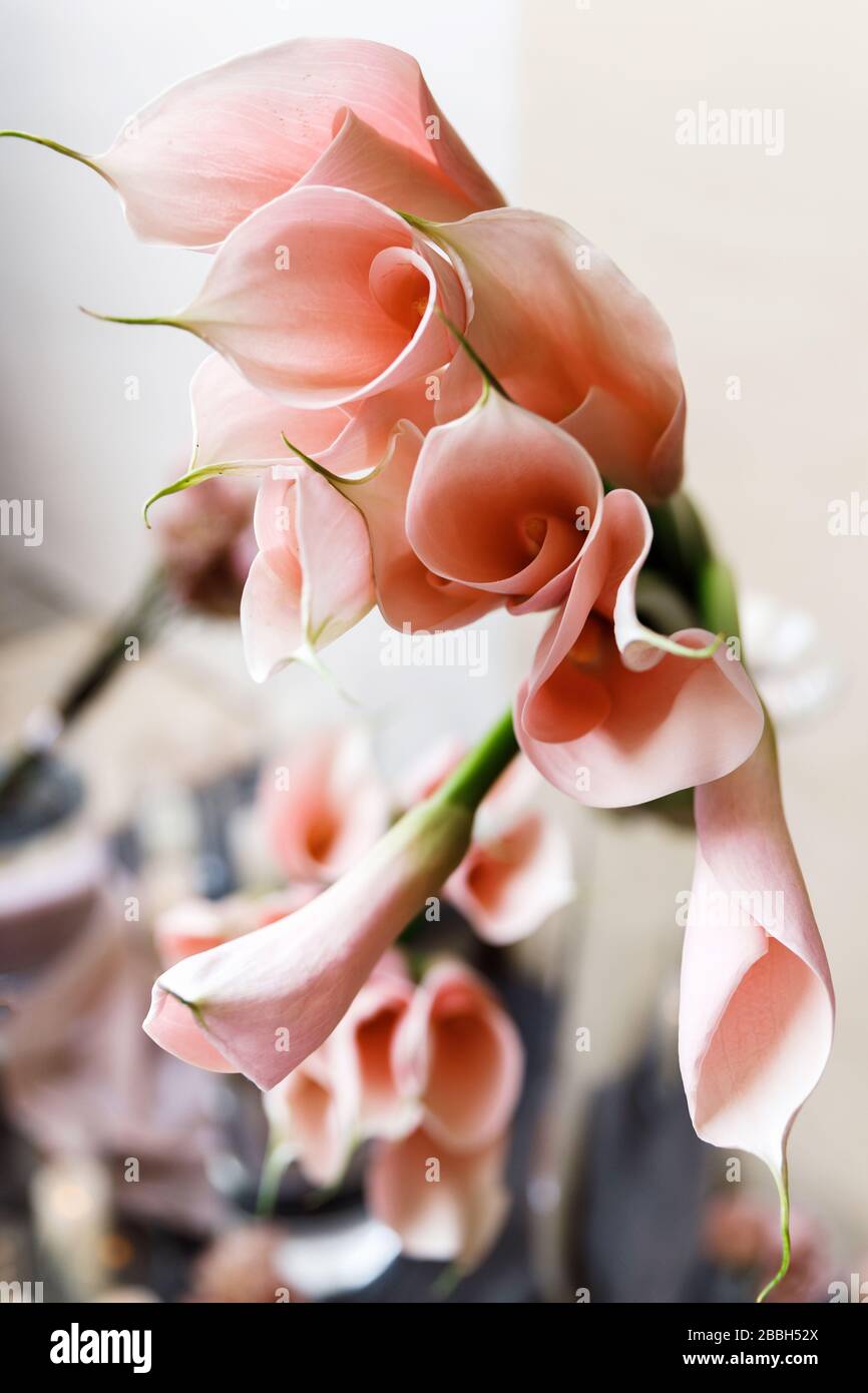 Close up of pink Calla Lily Flowers Stock Photo