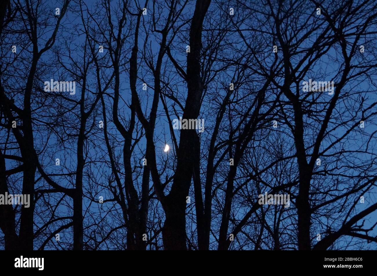 Moon in trees in Norway Stock Photo