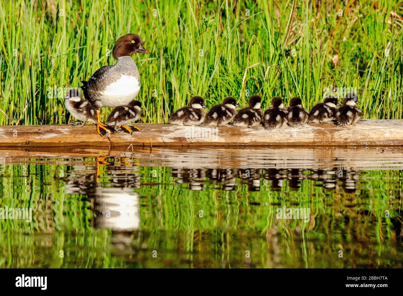 Female Burrow's Goldeneye with nine chicks resting on a log on Lightning Lake, E.C. Manning provincial park, British Columbia, Canada Stock Photo