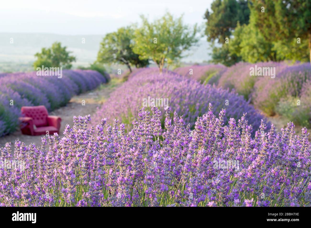Lavender farm. Perfect purple lavender farm in Turkey Stock Photo Alamy