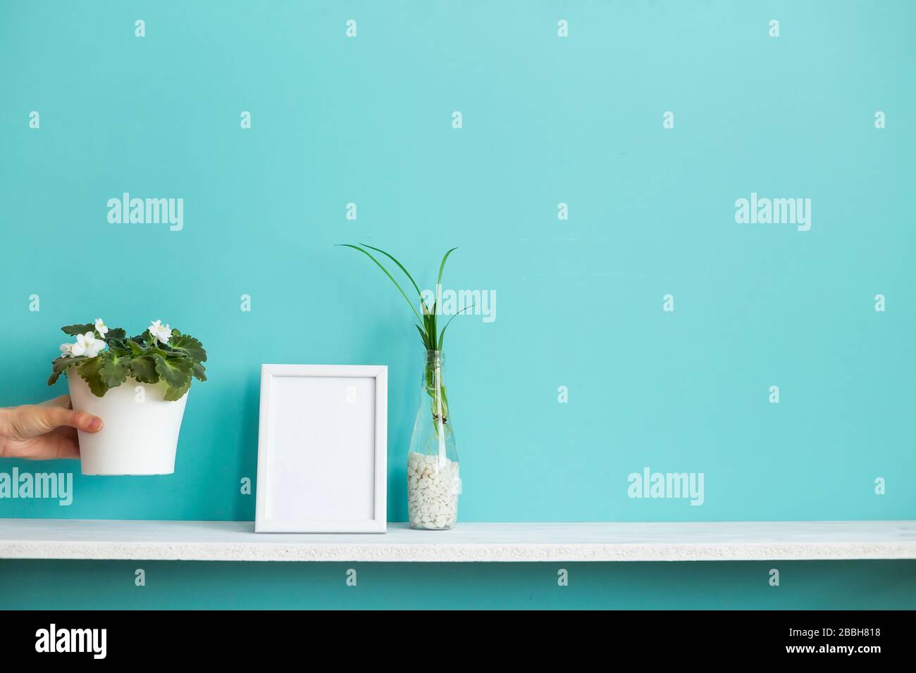 Download Modern Room Decoration With Picture Frame Mockup White Shelf Against Pastel Turquoise Wall With Spider Plant Cuttings In Water And Hand Putting Down Stock Photo Alamy