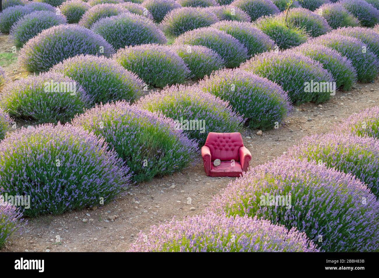 Lavender farm. Perfect purple lavender farm in Turkey Stock Photo Alamy