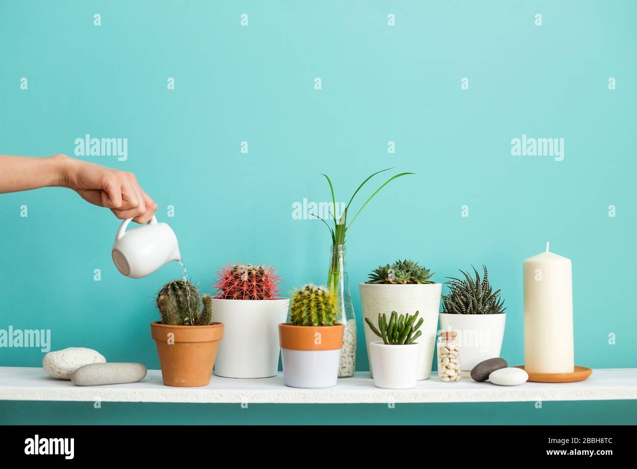 Download Modern Room Decoration With Picture Frame Mockup White Shelf Against Pastel Turquoise Wall With Collection Of Various Cactus And Succulent Plants In Stock Photo Alamy