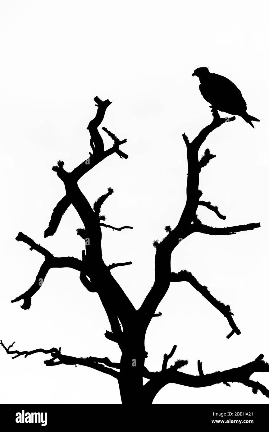 Silhouette of an osprey, Pandion haliaetus, perched on top of a tree. Black & white photograph Stock Photo