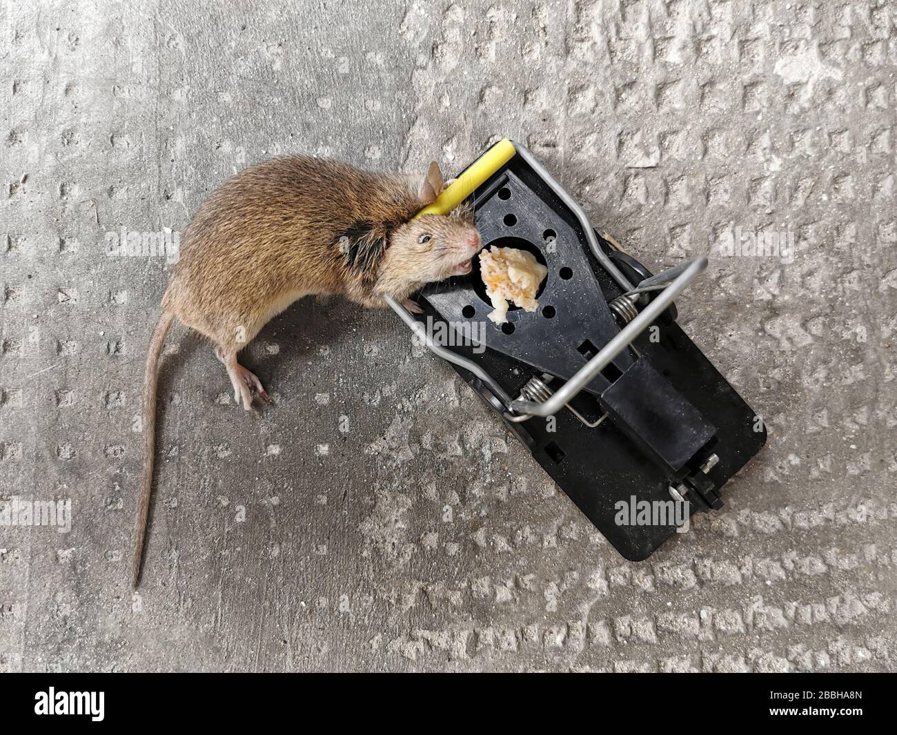 Mouse Trap Large Gray Mouse Killed Stock Photo 1710044365
