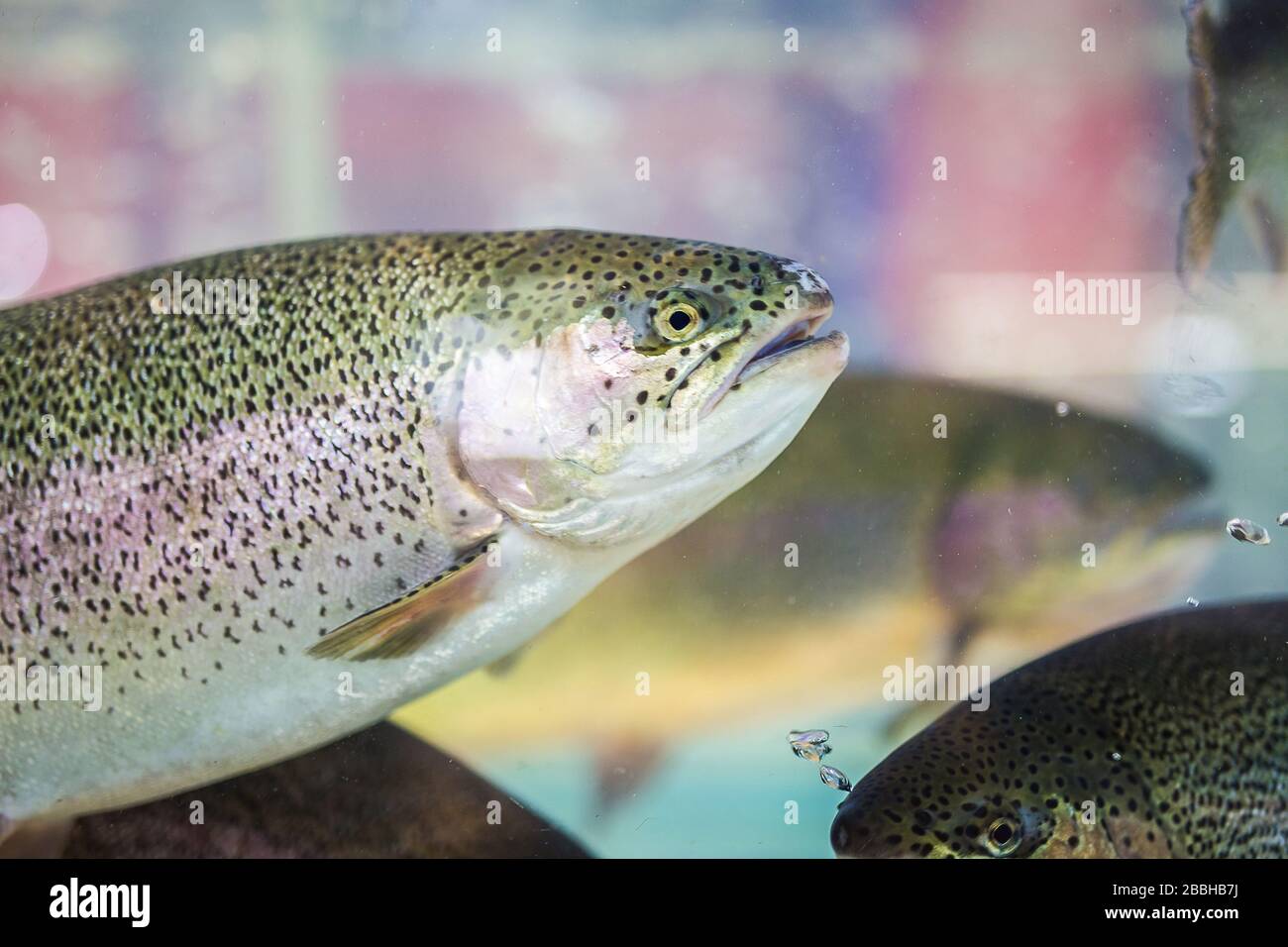 Steelhead trout or Rainbow trout close-up floating under water background Stock Photo