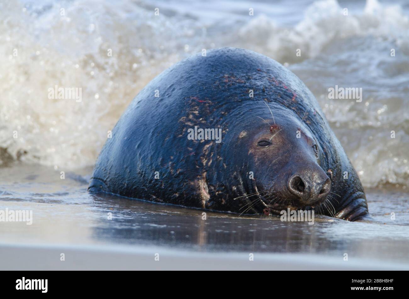 Grey Seals at Winterton on sea beach Stock Photo Alamy