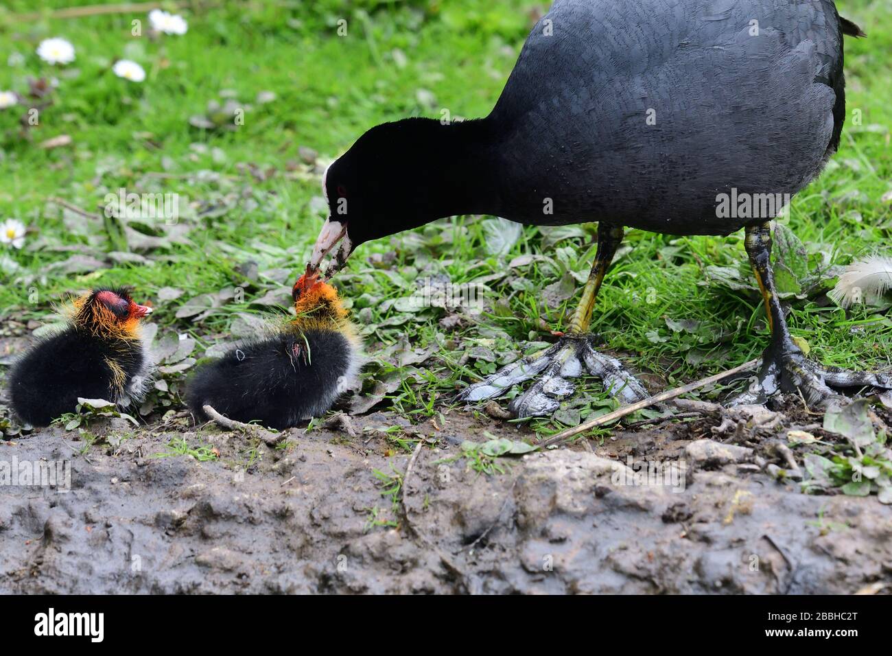 Close up of a common coot (fulica atra) feeding it's chicks Stock Photo