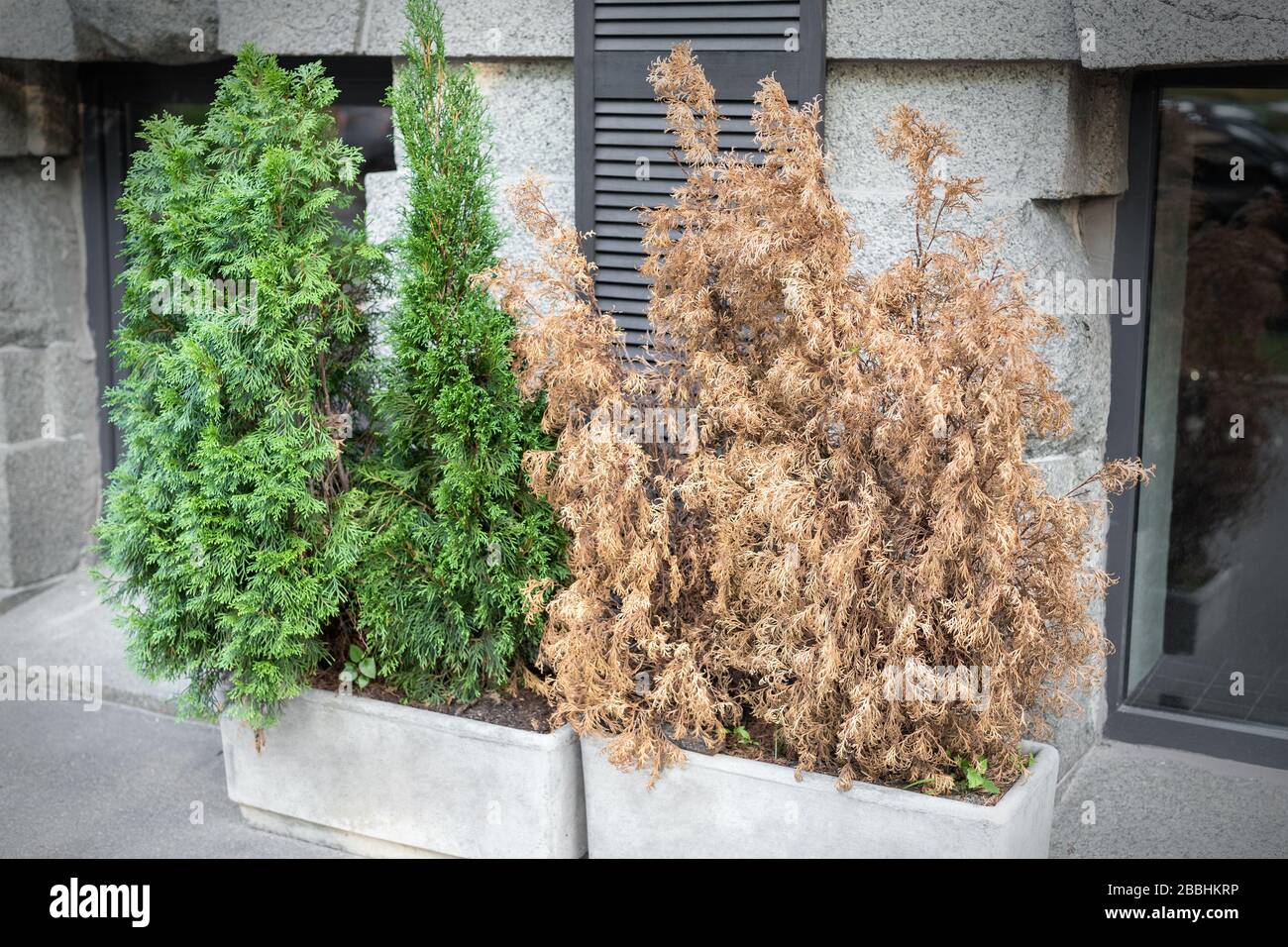 https://c8.alamy.com/comp/2BBHKRP/bright-green-growing-and-brown-dry-dead-thujas-schrub-in-big-concrete-pots-at-sidewalk-against-grey-building-wall-on-city-streets-outdoor-plants-2BBHKRP.jpg