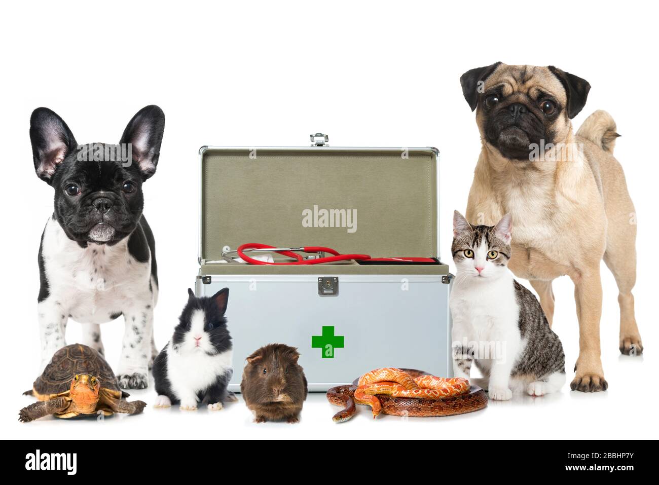 Different pets with first aid kit on white background Stock Photo