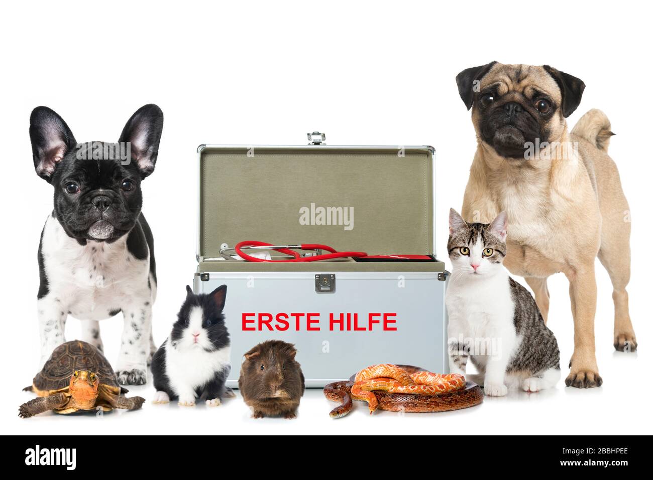 Different pets with first aid kit on white background Stock Photo