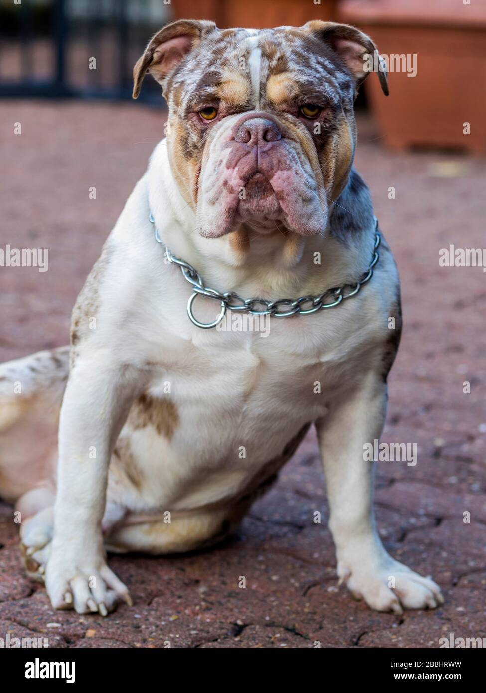 Close-up of Merle English bulldog purebred. 2 years old. 38 kg. Stock Photo