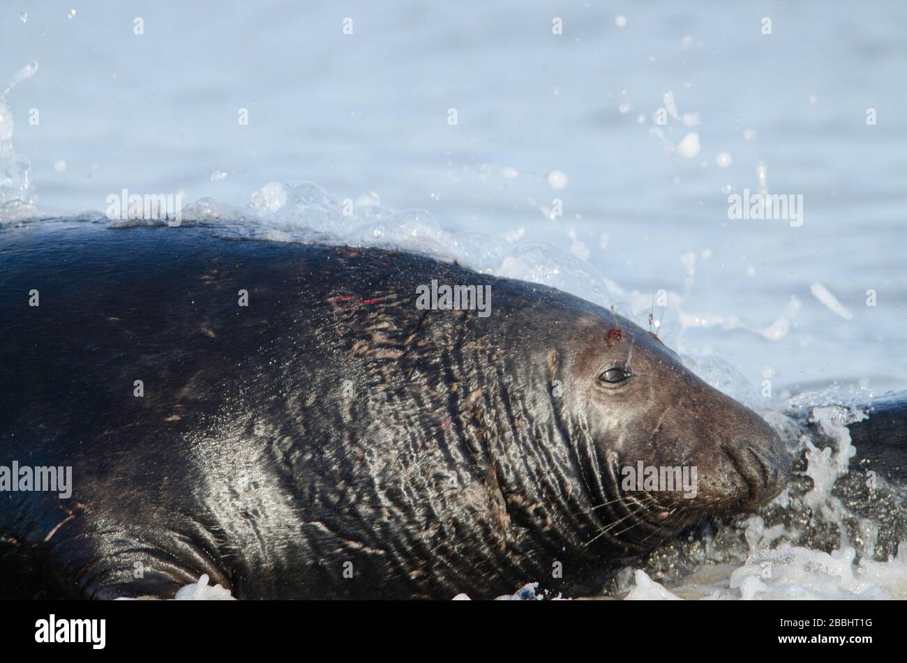 Grey Seals at Winterton on sea beach Stock Photo Alamy