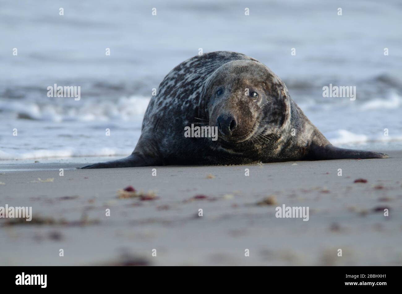 Grey Seals at Winterton on sea beach Stock Photo Alamy