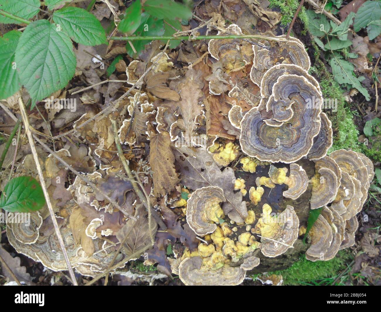 Bracket fungi on a woodland floor with leaf litter and wild blackberry leaves nature abstract found still-life Stock Photo