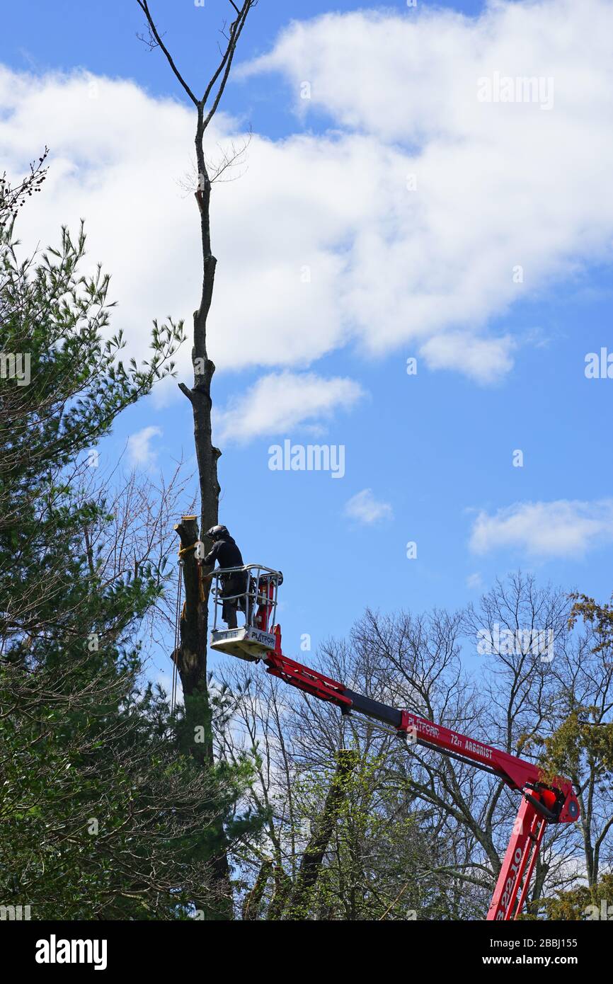 Cutting down tall tree hires stock photography and images Alamy