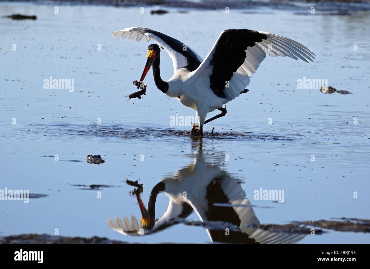 saddle-billed stork fishing in Botswana Stock Photo