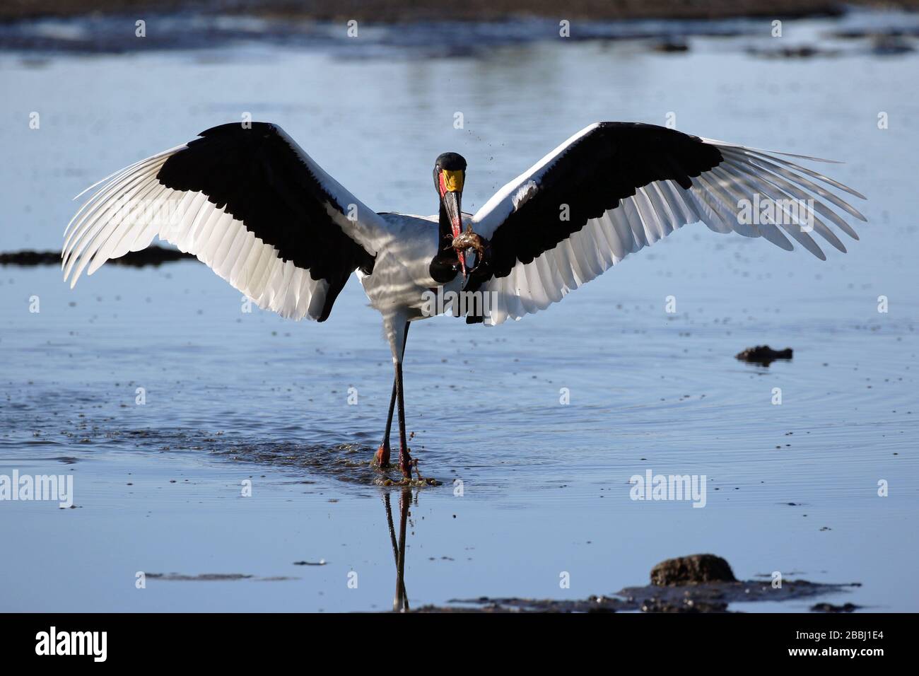 saddle-billed stork fishing in Botswana Stock Photo