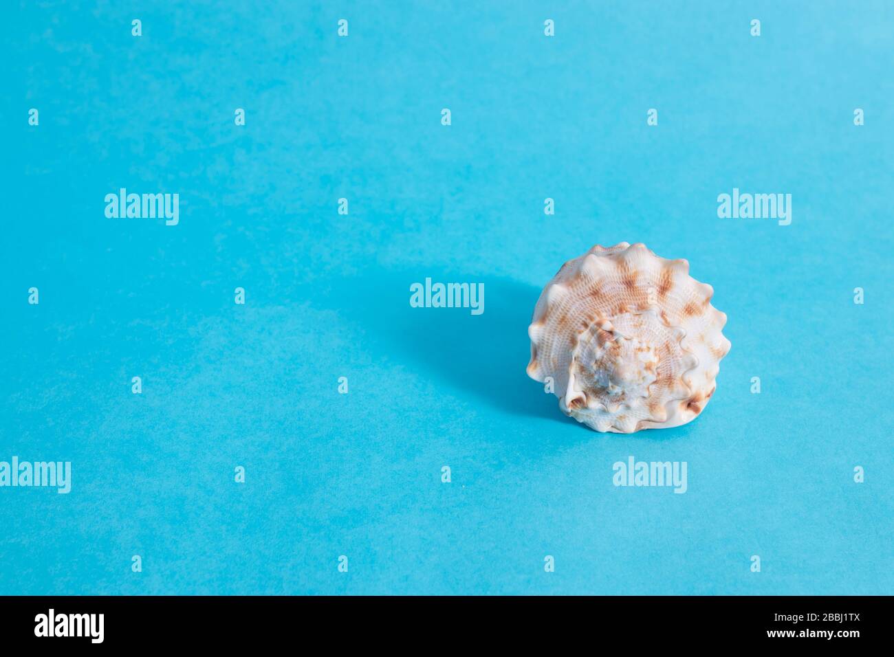 Seashell on blue background with blank space. Concept. Stock Photo