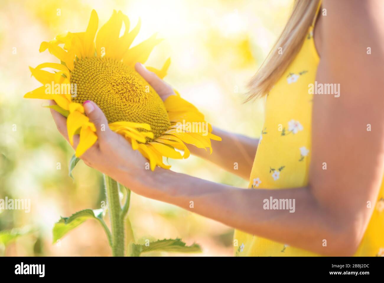 Beautiful Woman With Hat in a Sunflower Field in summertime Stock Photo ...