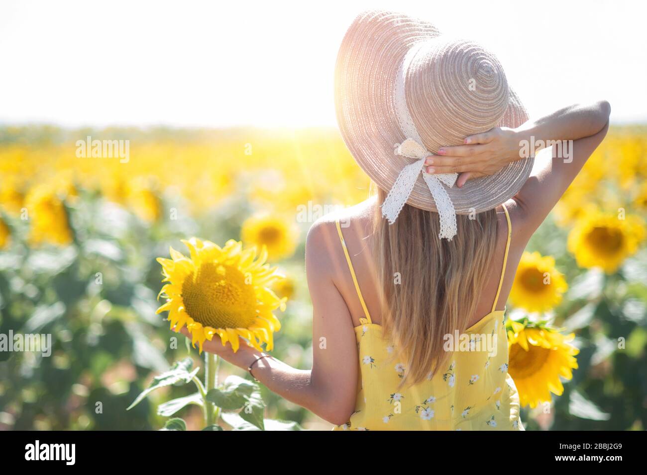 Beautiful Woman With Hat in a Sunflower Field in summertime Stock Photo ...