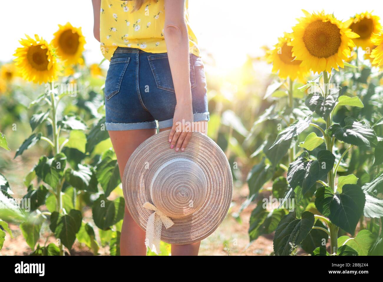 Beautiful Woman With Hat in a Sunflower Field in summertime Stock Photo ...