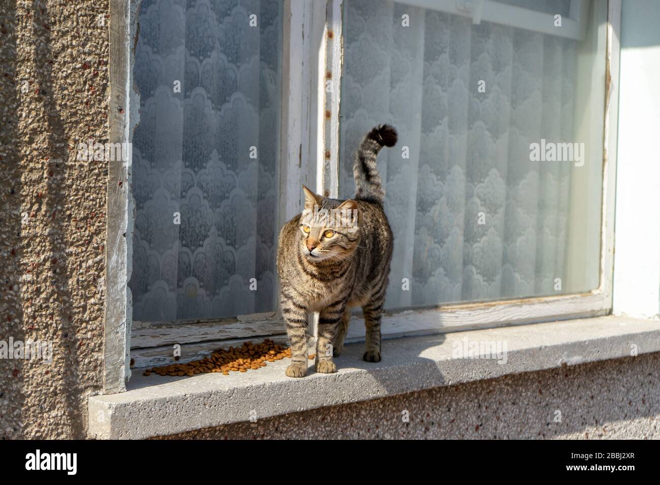 Street cat is standing on an old house window frame. It has gorgeous yellow eyes and it is so friendly animal. Stock Photo