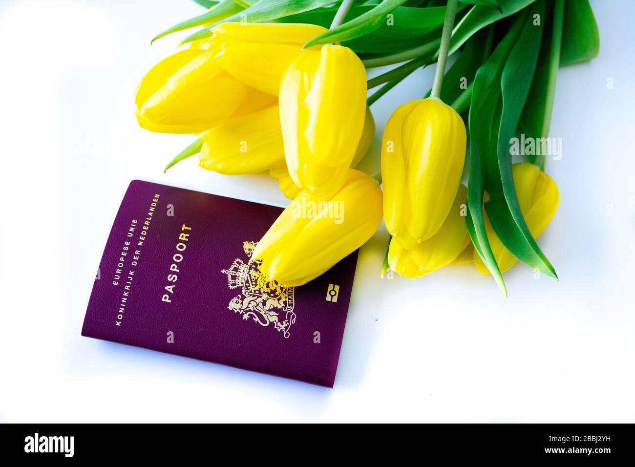 Top View European Biometric Passport Of Netherlands Official Passport   Top View European Biometric Passport Of Netherlands Official Passport Of Netherlands With Yellow Tulips On White Background Dutch Document And Flowe 2BBJ2YH 