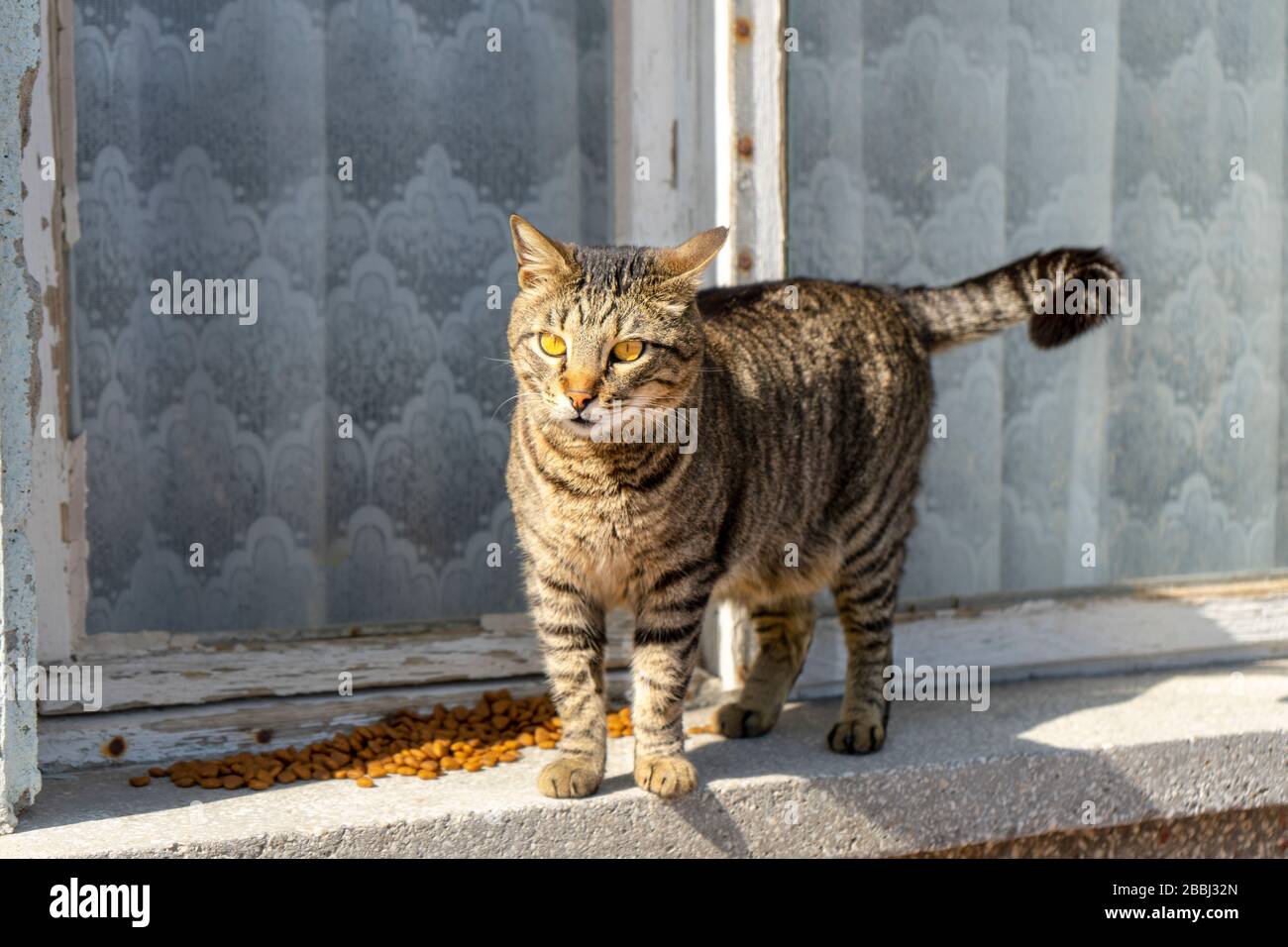 Street cat is standing on an old house window frame. It has gorgeous yellow eyes and it is so friendly animal. Stock Photo