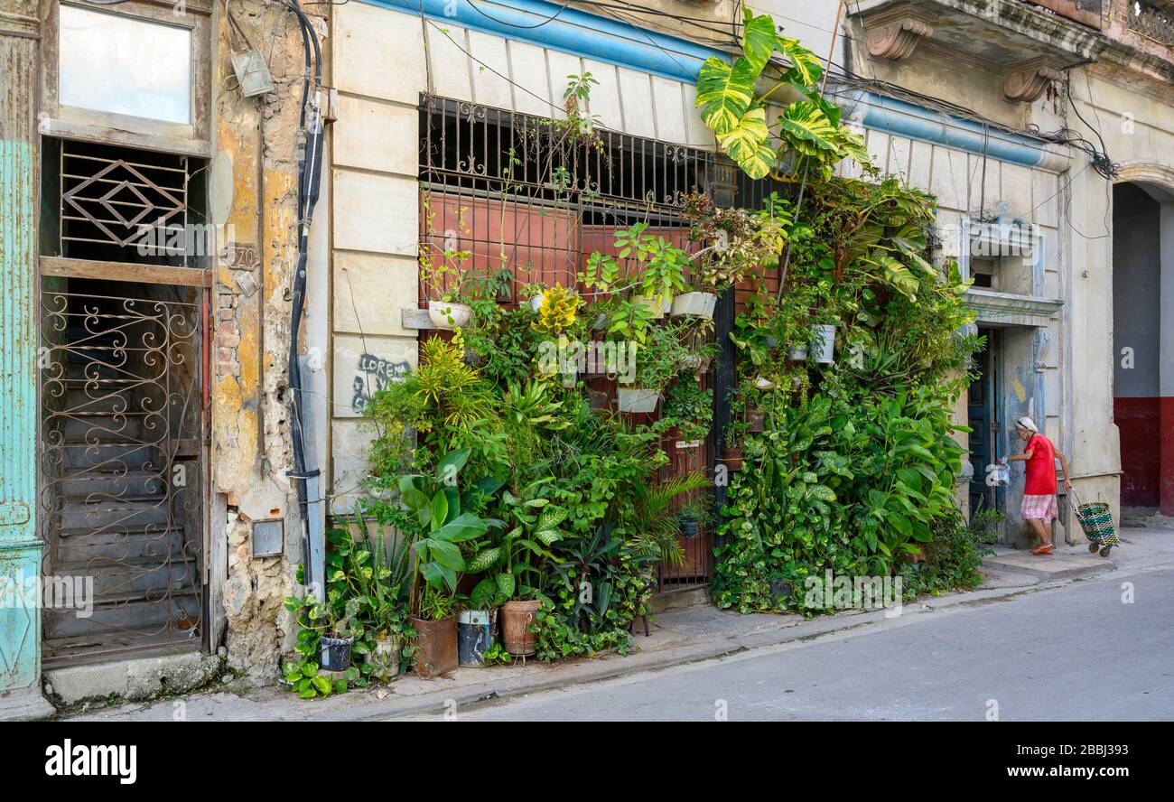 Urban garden on building front, Havana Vieja, Cuba Stock Photo