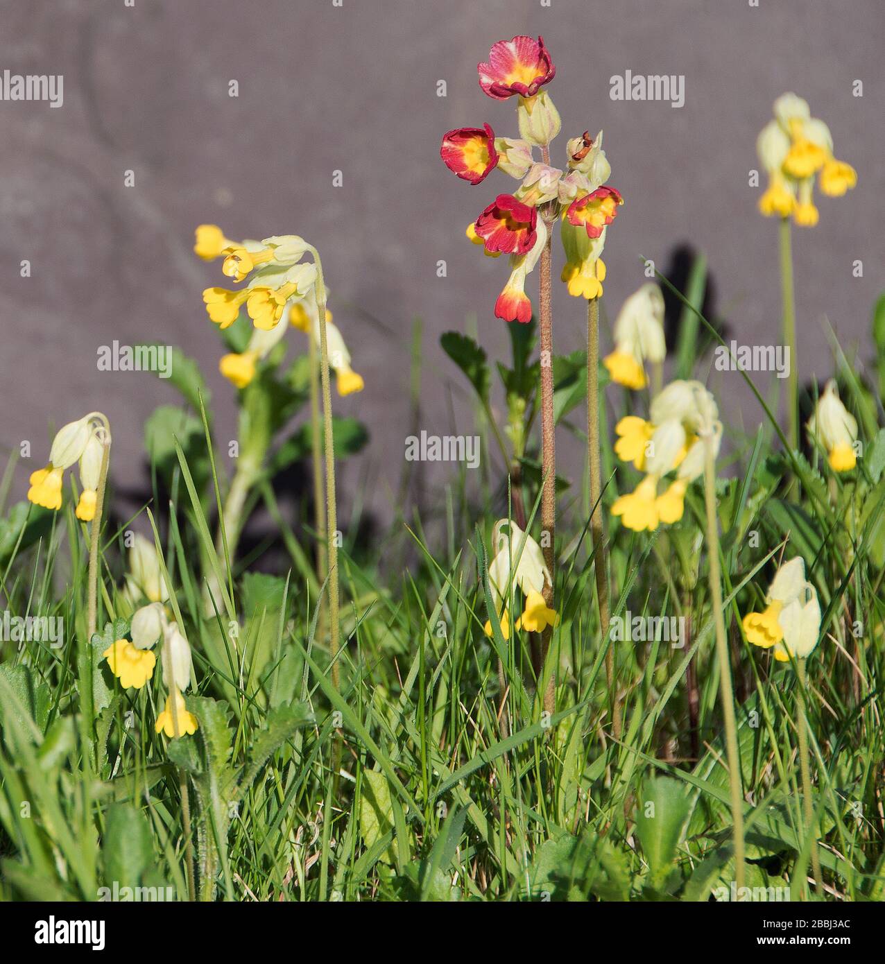 Primula veris  Cowslips in the churchyard of St Bartholomew's Church Welby Stock Photo