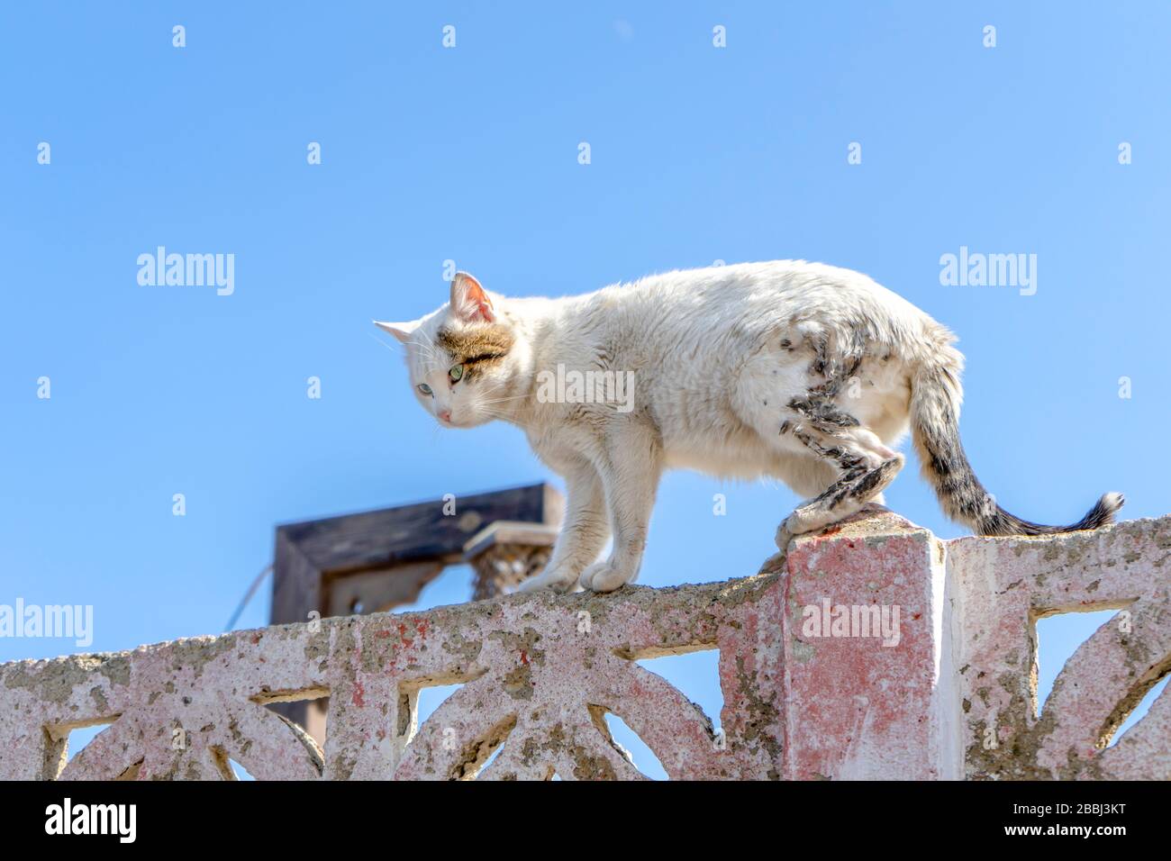 Injured white street cat is standing on a garden wall and watching street. It is not friendly animal. It is wild. Cute and beautiful cat. Stock Photo