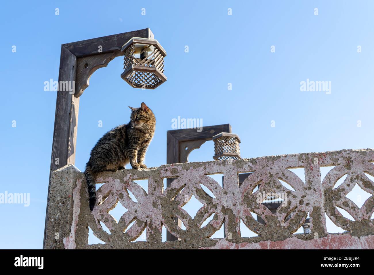 Angry brown street cat is standing on a garden wall and watching street. It is not friendly animal. It is wild. Cute and beautiful cat. Stock Photo