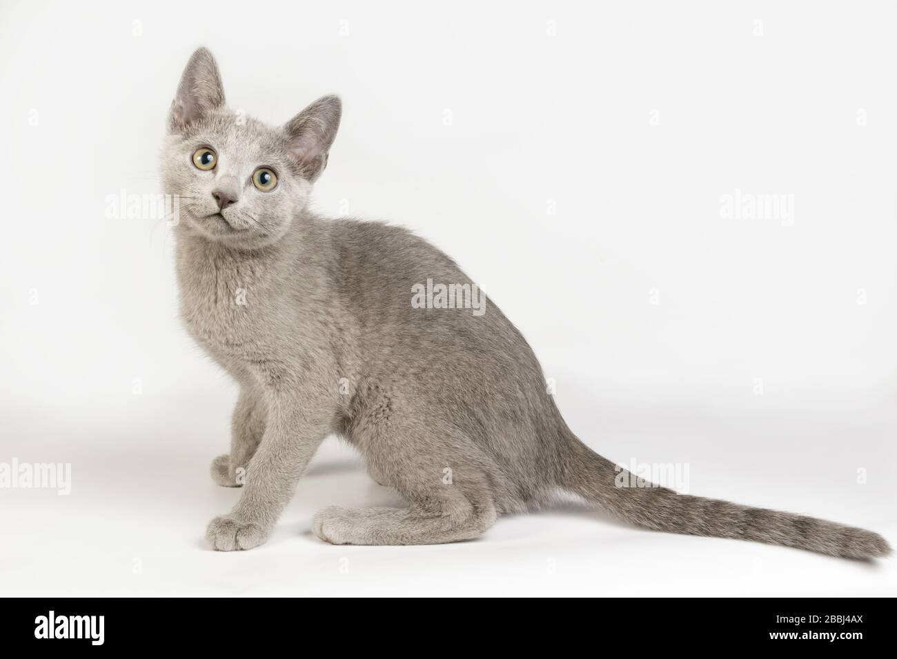 Studio photography of a Russian blue cat on colored backgrounds Stock Photo