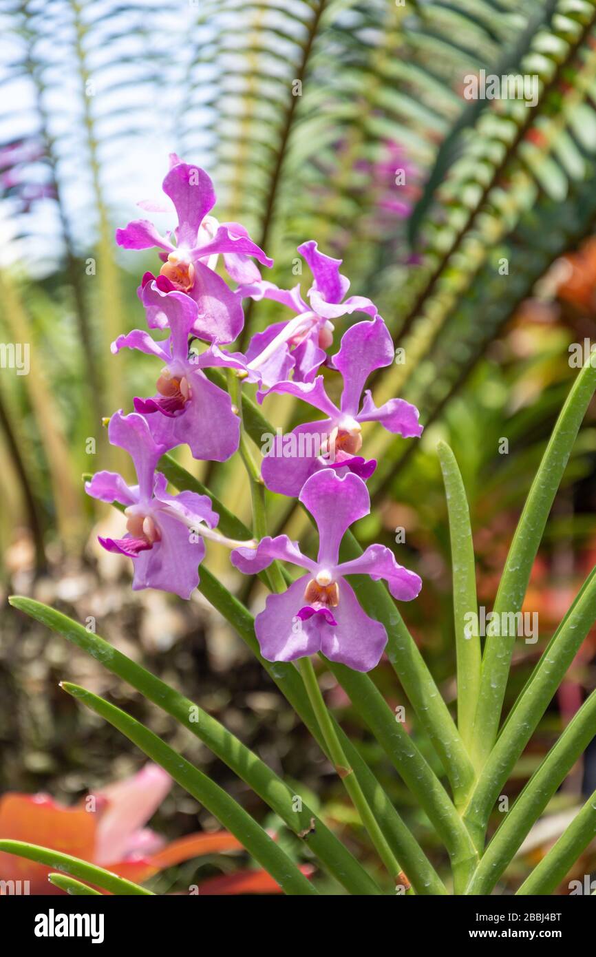 Orchids of the Amazon in Cloud Forest (Hutan Awanan), Gardens by the