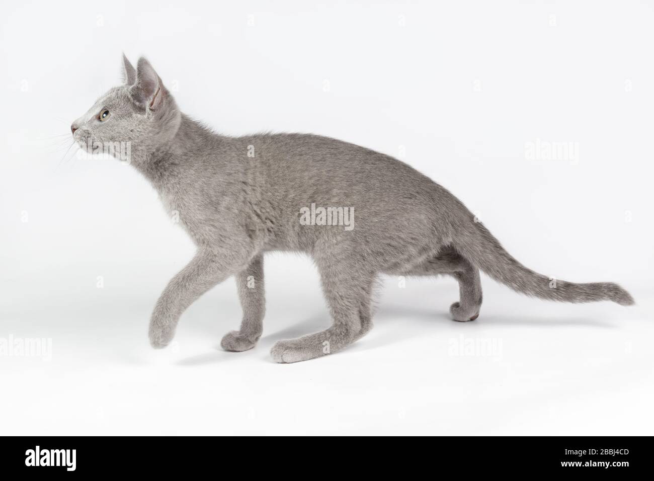 Studio photography of a Russian blue cat on colored backgrounds Stock Photo