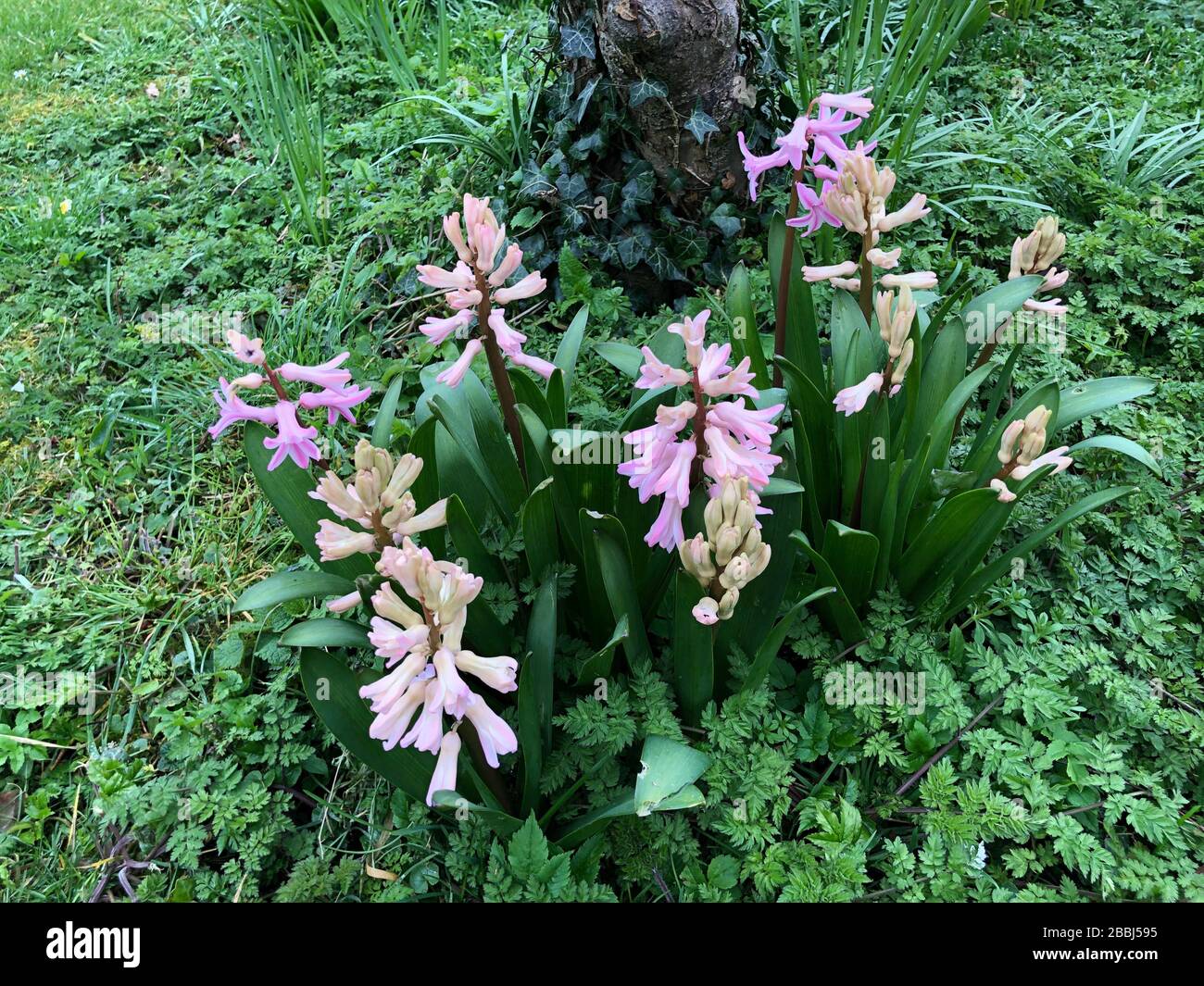 pink hyacinths naturalised at hte foot of an apple tree Stock Photo