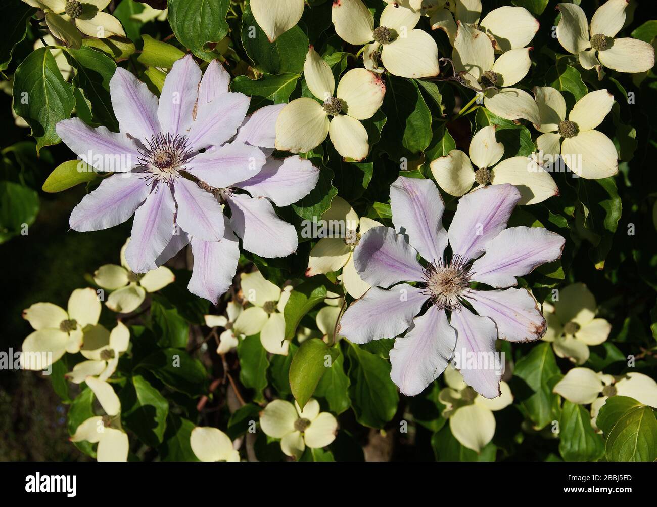 Large mauve clematis Clematis and Cornus kousa make interesting planting companions Stock Photo