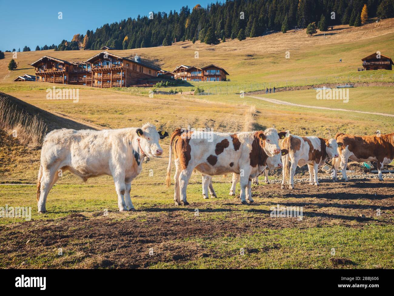 Beautiful cows and calves on the meadow with green grass Stock Photo ...