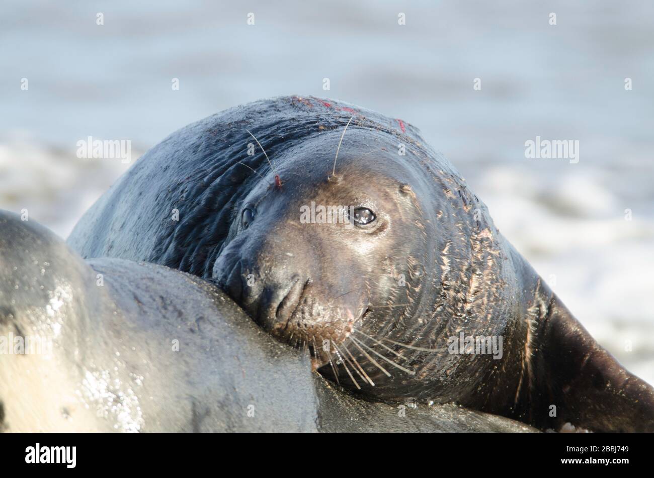 Grey Seals at Winterton on sea beach Stock Photo Alamy
