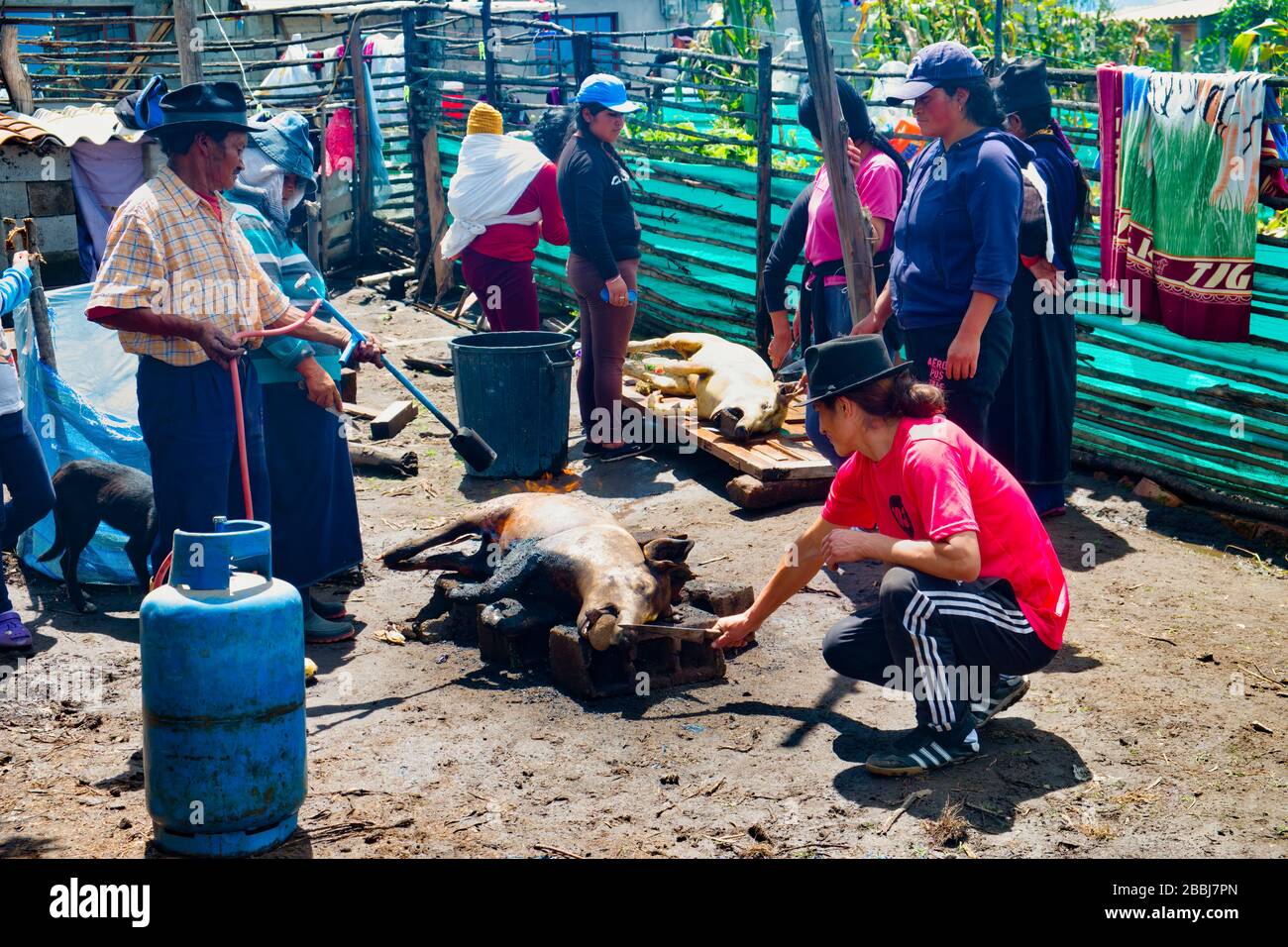 Coronavirus pig butchery 2 of 10. Markets closed – pigs expensive to feed – Quichuan native extended family butchers two pigs because of Coronavirus. Stock Photo