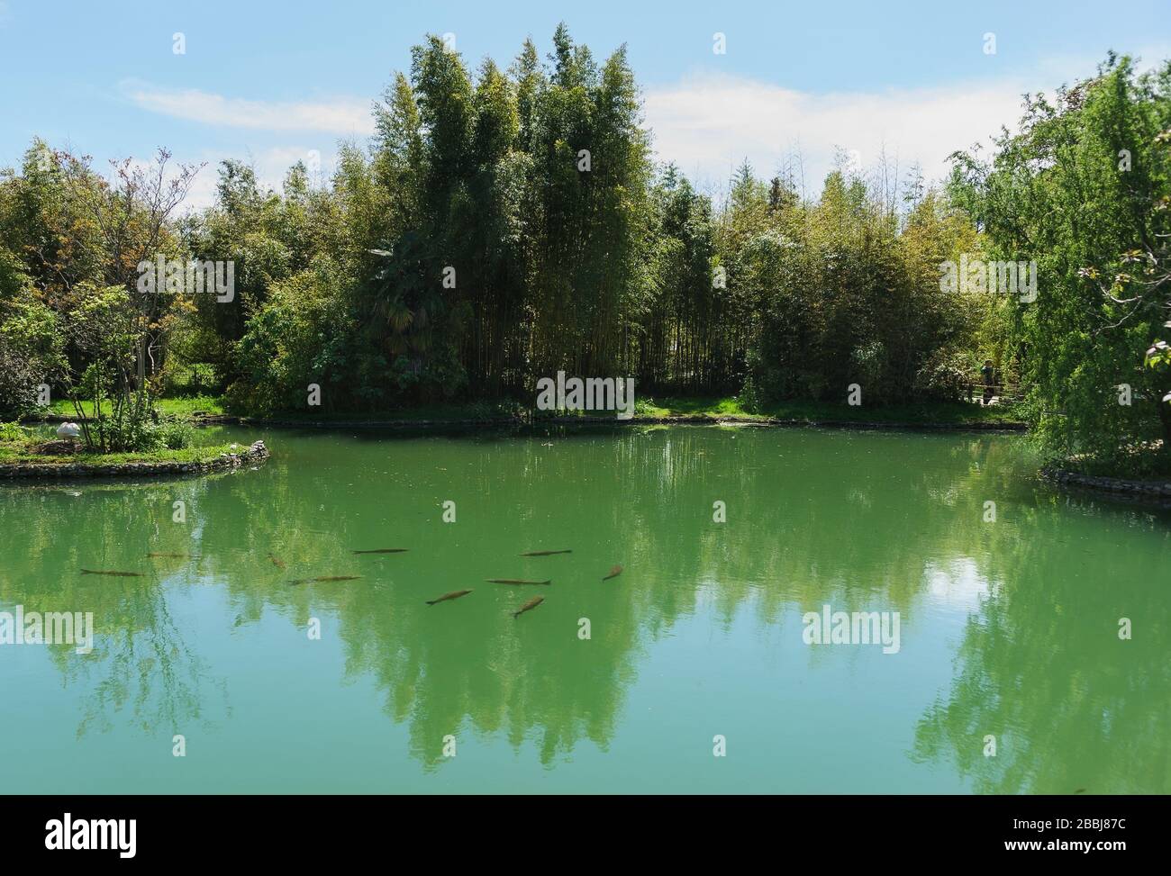 Pond in the old city Park. In water, visible school of fish - carp (lat. Ctenopharyngodon idella) Stock Photo